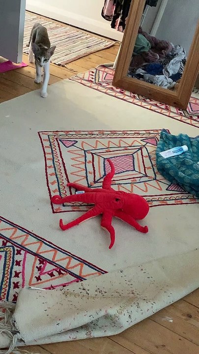 Kitten Meets New Toy