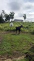 Moose Splashes Off in Sprinkler