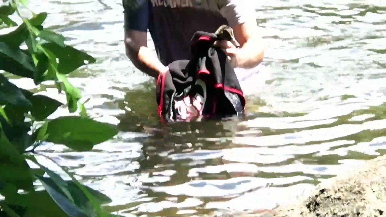 Duck Rescued from Abandoned Fish Hook