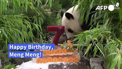Berliner Pandadame Meng Meng lässt sich zum 7. Geburtstag eine Torte schmecken
