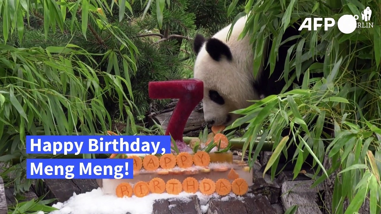 Berliner Pandadame Meng Meng lässt sich zum 7. Geburtstag eine Torte schmecken