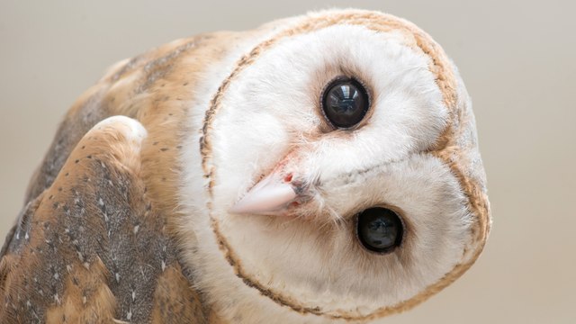 Apartman sakinlerini tedirgin eden ses baykuş çıktı