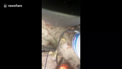 'Screaming for help': Tiny mouse rescued from water-filled trash can in Ohio