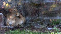 Birth of two Asian lion females at the Rome Zoo