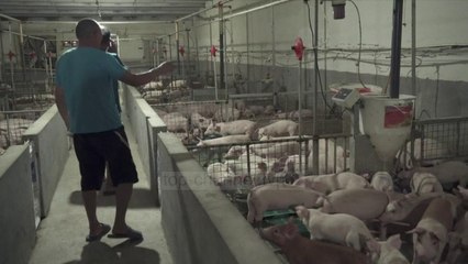 Top News - Shfaqet një tjetër virus në Kinë! Shkencëtarët: Ka potencial të kthehet në pandemi