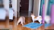 Cute Baby Cats | Cute Pets Videos And Pics | Cute Cats Pics | Entertaining Network