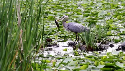 Ce héron va échapper au pire de justesse