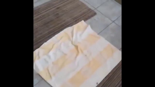 FUNNY PUPPIES - CACHORROS GRACIOSOS - 5