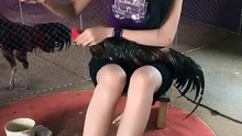 Cewek cantik ini pintar rawat ayam jago yuk tonton agar loe tau