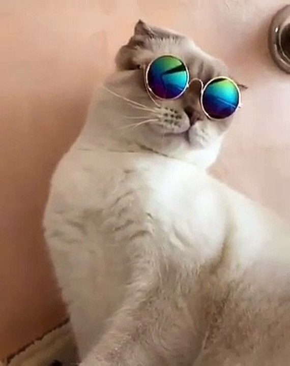 cute cat 2