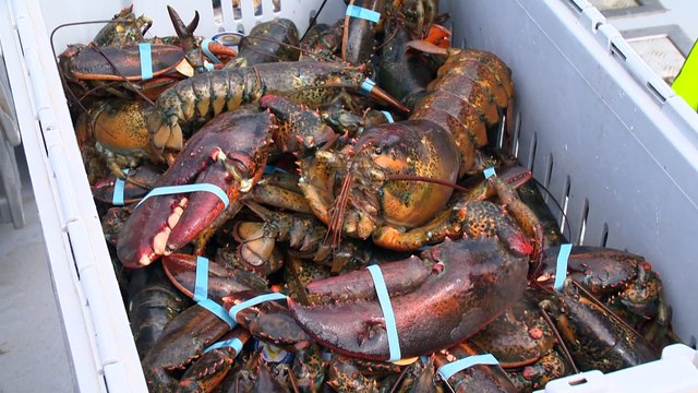 7 juillet-PG-Pêche au homard