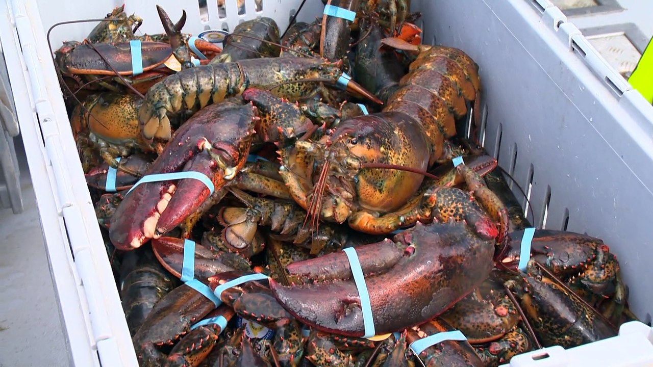 7 juillet-PG-Pêche au homard