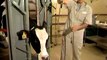 Restraining Dairy Cattle