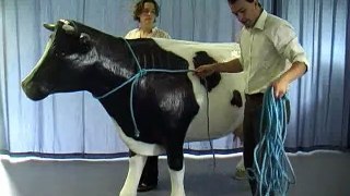 How To Casting a Cow/Cattle