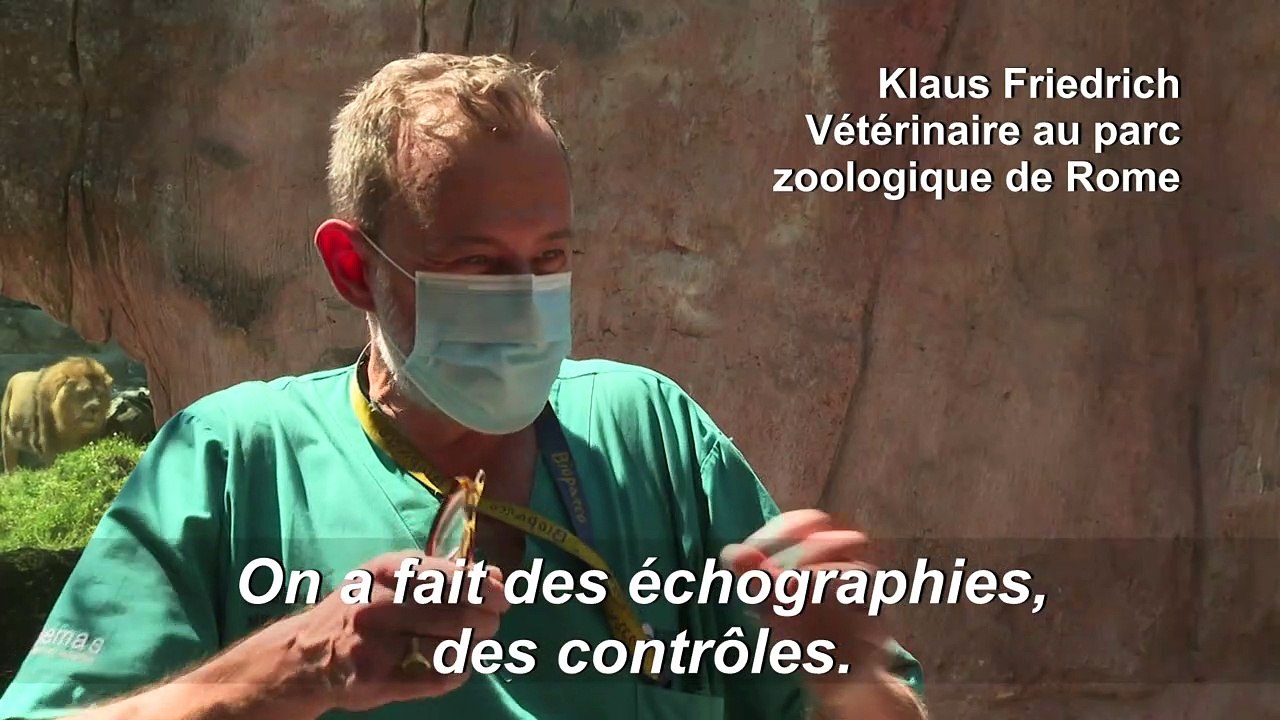 Naissance de deux lions asiatiques femelles au Parc zoologique de Rome