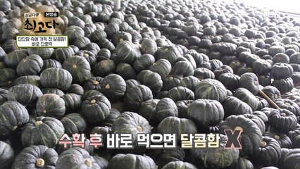 이렇게 많은 단호박은 처음이야~