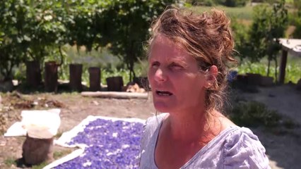 Ora News - Gramsh, livando në vend të misrit e grurit, fermerët orientohen drejt bimëve mjekësore