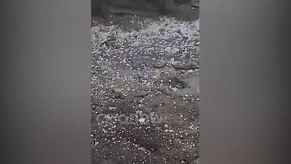 Ora News - Breshëri sa një kokër kajsie bën "namin" në Këlcyrë, shkatërron të mbjellat