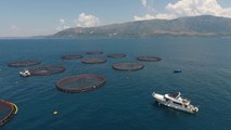 Çuçi në Vlorë: Shqipëria me zona për akuakulturën, kapaciteti deri 10 mijë ton peshk në vit