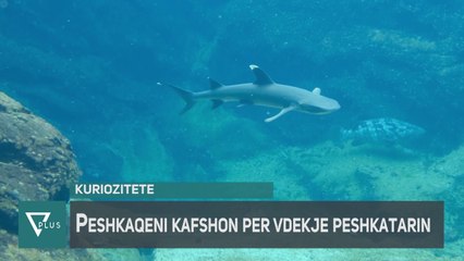 INFO+ - Peshkatari ndërron jetë në vendin e ngjarjes prej sulmit të peshkaqenit - Vizion Plus