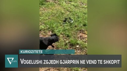 INFO+ - Vogëlushi fluturon gjarprin në vend të shkopit teksa luante - Vizion Plus