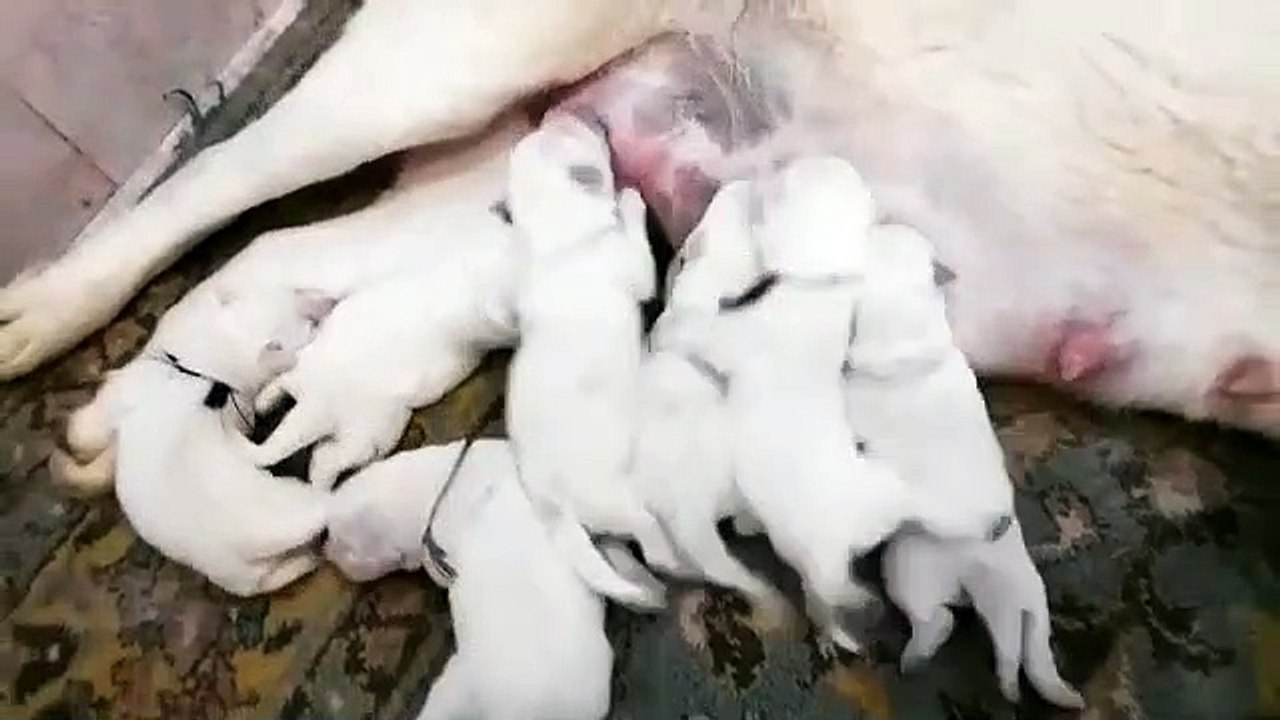 ALABAY COBAN KOPEGi YAVRULARINA SABAH KAHVALTISI ANNE SUTU - ALABAi SHEPHERD DOG PUPPiES MiLK MOM,