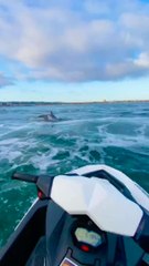 Guy Rides Jetski Amidst Water Full of Dolphins