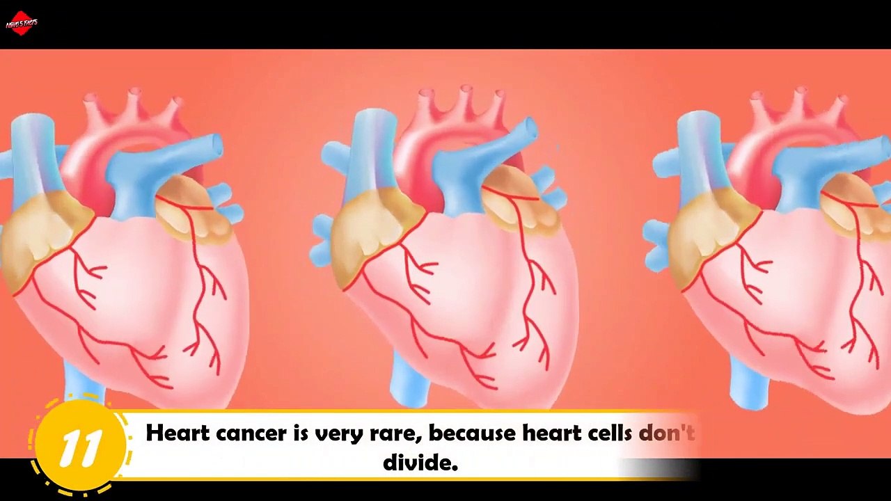 HUMAN HEART FACTS