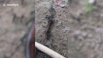 Dozens of ants 'kidnap' huge centipede in Thailand