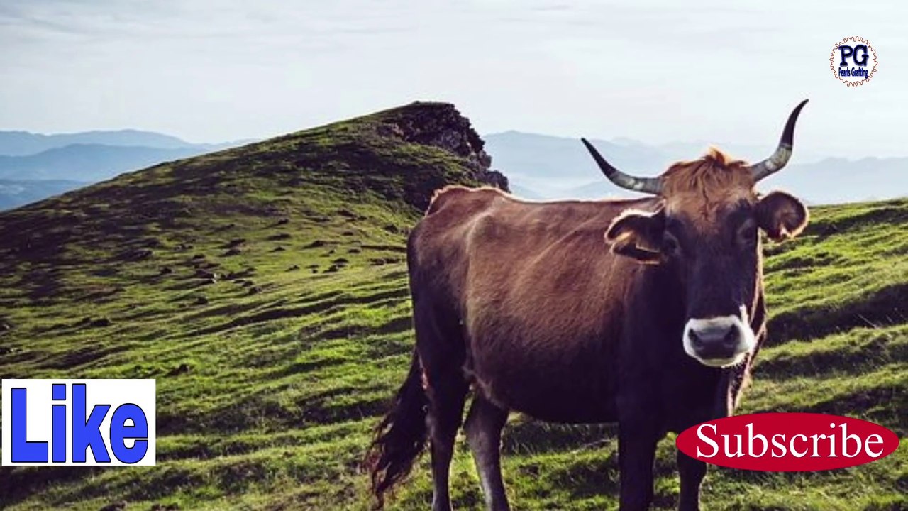 Bani israel ki nayab gaey|Maa Baap k farmabardar|Maap Baap k farmabardar aik lamhy mai Ameer ho giya