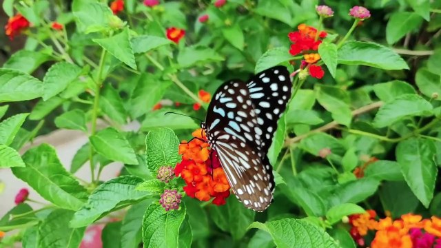Quran une récitation émouvante