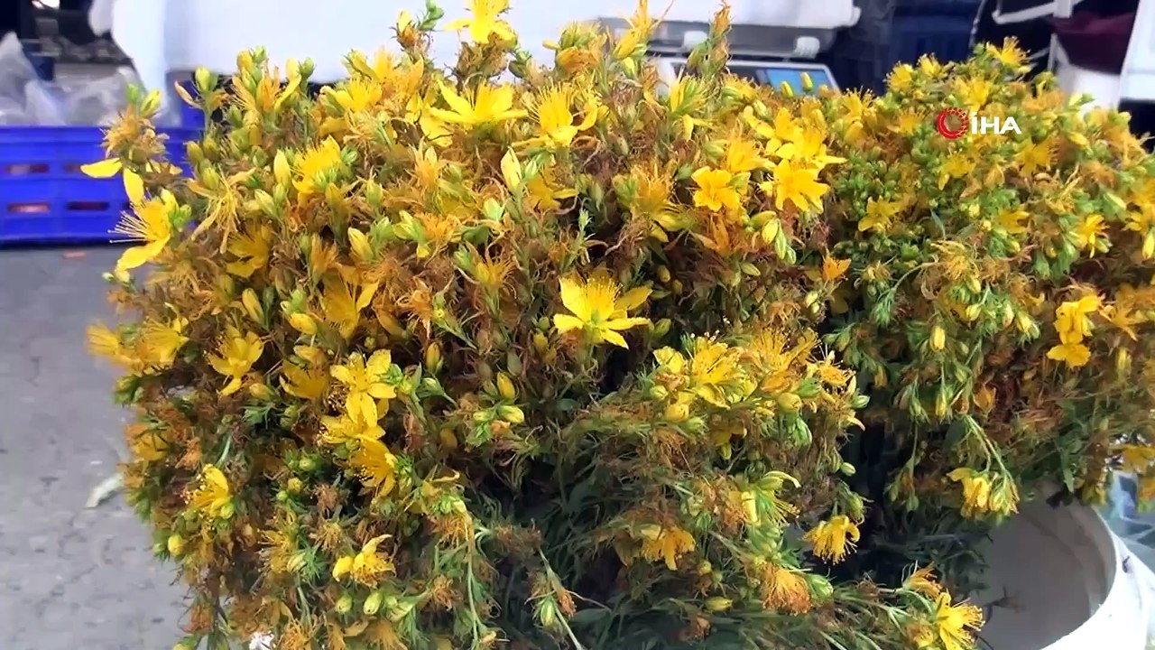 'Osmanlı'da kılıç yaralarında kullanılıyordu' Kantaron yağının faydaları saymakla bitmiyor