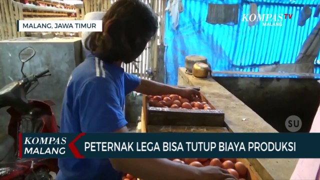 Harga Telur Ayam Kembali Naik, Peternak Telur Bernafas Lega