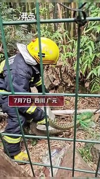 Chú lính cứu hỏa sợ hãi giải cứu rắn độc