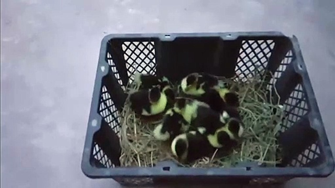 Ducks cute