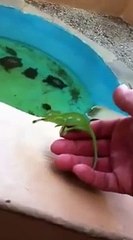 Rango the Chameleon is eating a fly