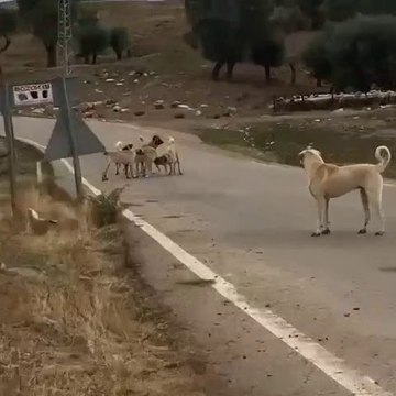 KANGAL KOPEKLERi ve ANADOLU COBAN KOPELERi YOL KARSILASMA - KANGAL DOGS and ANATOLiAN SHEPHERD DOGS