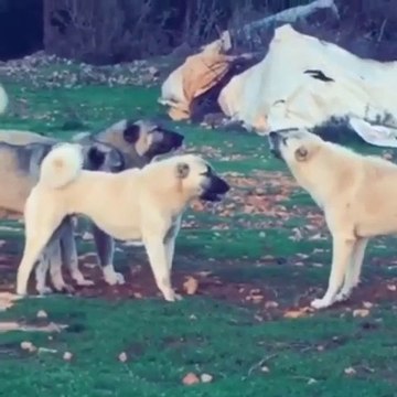 RAMiZ DAYI MiSALi RACON KESEN SiVAS KANGAL KOPEGi - KANGAL SHEPHERD DOG VS