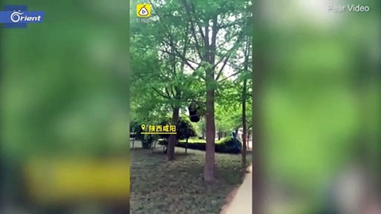 صيني يقلد "القردة" منذ ثلاثين عامين