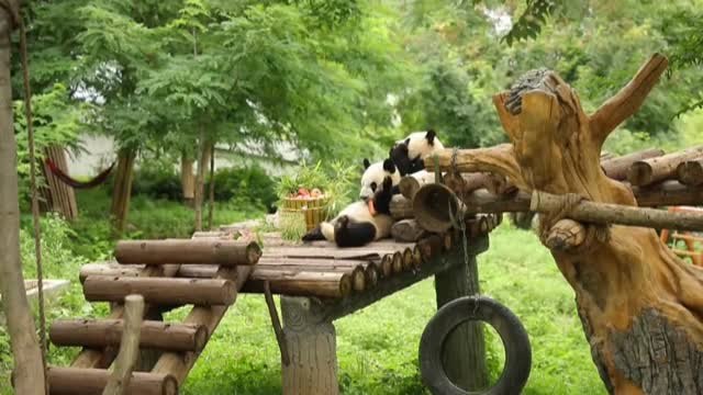 Jiajia y Yuanyuan celebran su primer cumpleaños