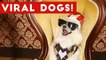 Funniest Viral Dog Videos Weekly Compilation 2017 _ Funny Pet Videos