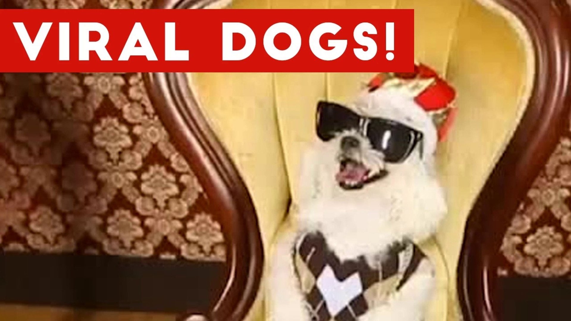 ⁣Funniest Viral Dog Videos Weekly Compilation 2017 _ Funny Pet Videos