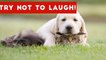 Try Not To Laugh Or Grin At These Funny Animal Clips, Bloopers & Outtakes _ Funny Pet Videos