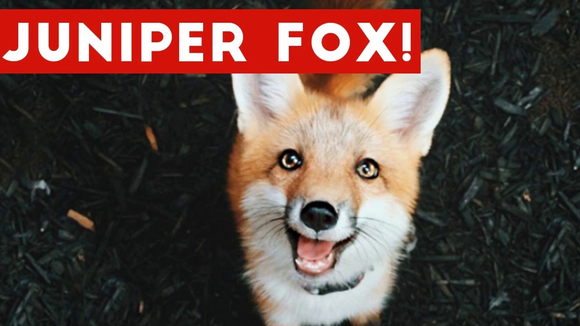 ⁣Funniest Juniper Fox Video Compilation _ Funny Pet Videos