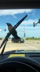 Ce corbeau ne veut vraiment pas lâcher l'essuie-glace !