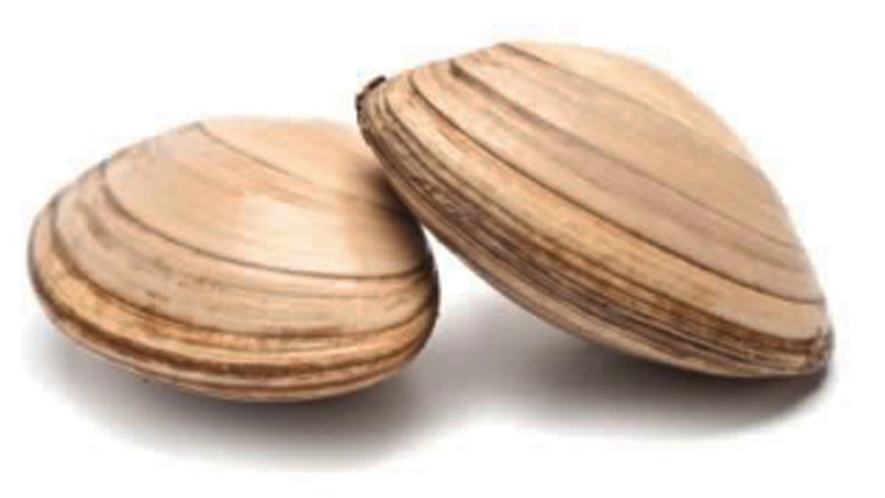 How Do Clams Have Sex_
