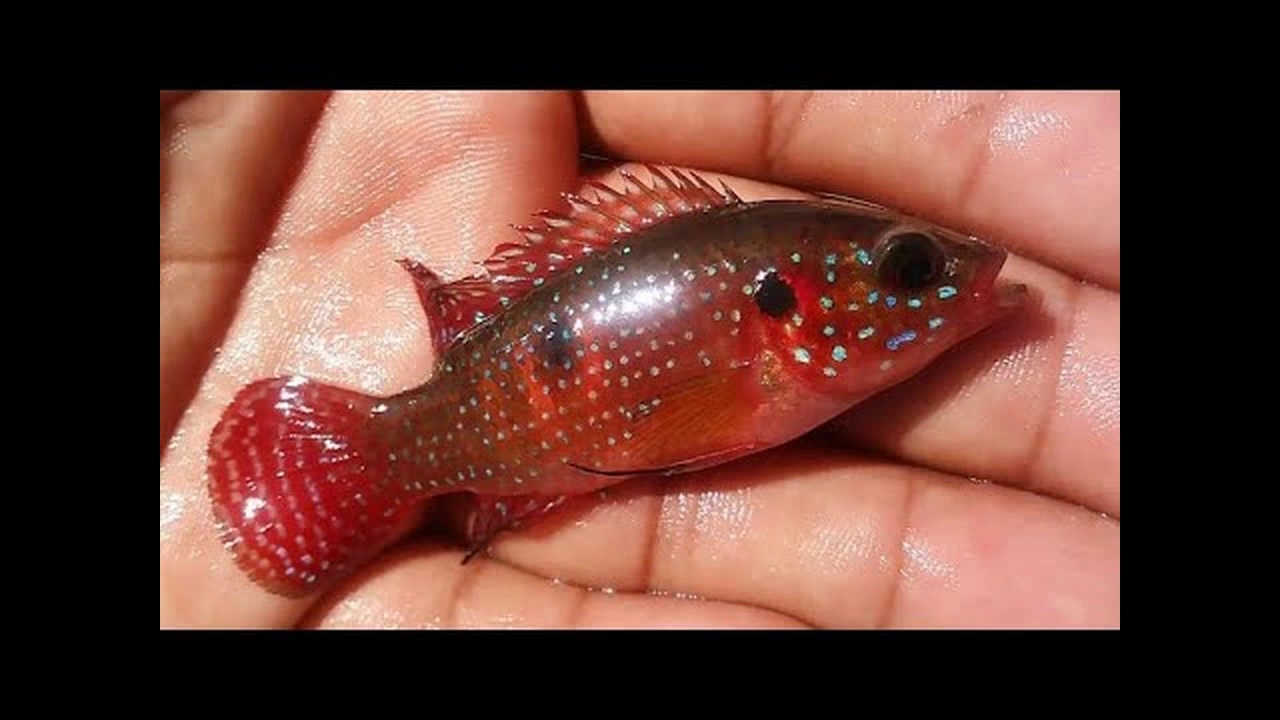 Best Wild Exotic Bait Fish for Bass Fishing!