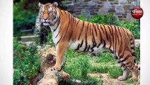 Tiger जानिए बाघों को लेकर भारत के नए वर्ल्ड रिकॉर्ड के बारे में
