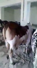 Beautiful Animals for Qurbani ( Eid ul Azha)