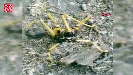 Tunceli'de, etçil 'Çağaboğan' çekirgesi görüldü